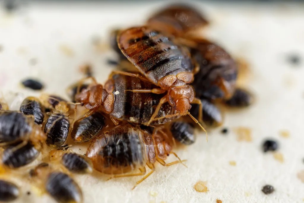 Close-up of multiple bed bugs on fabric, example for bed bugs pest control services