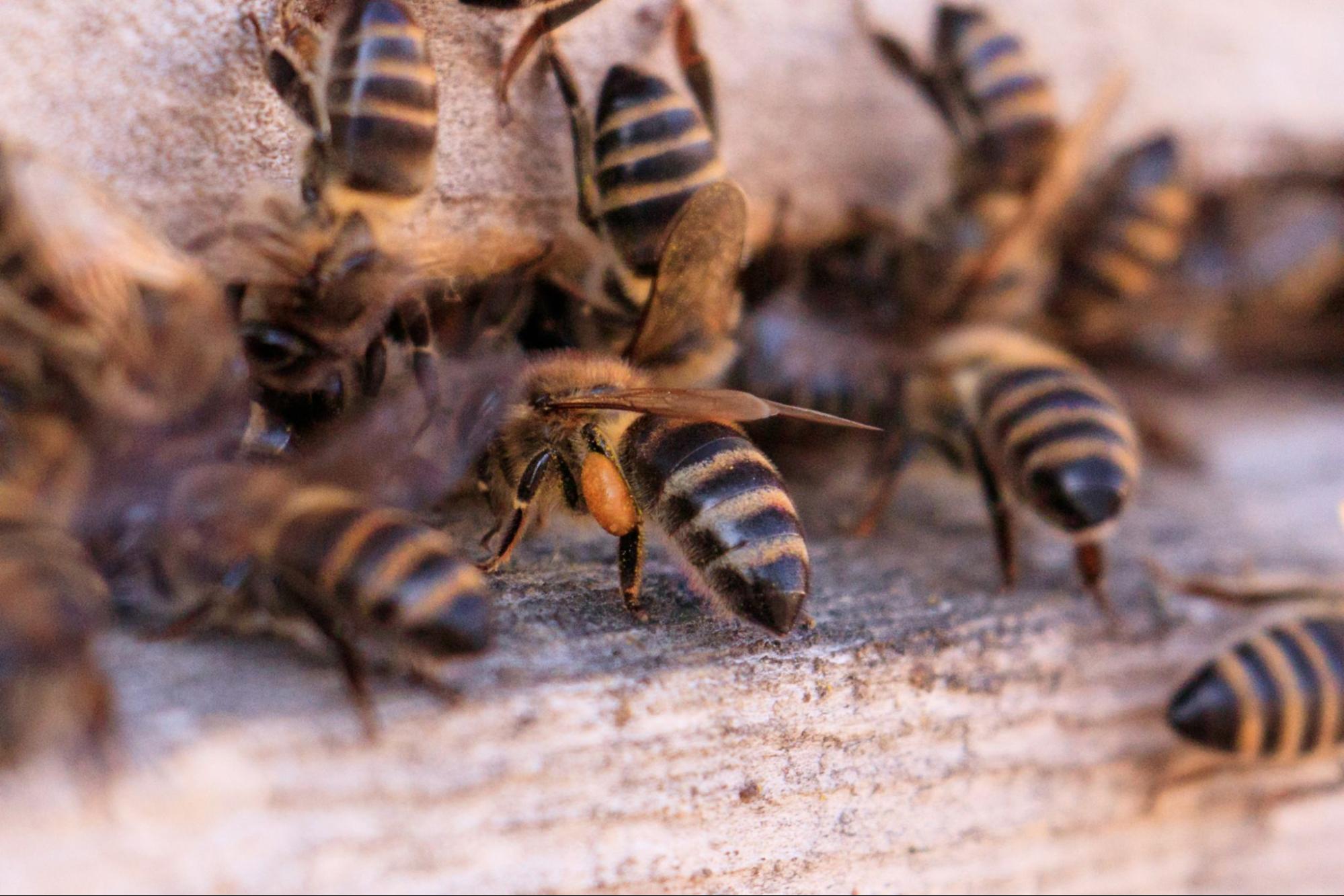 Group of honeybees on wood surface, a typical scenario for pest control for bees