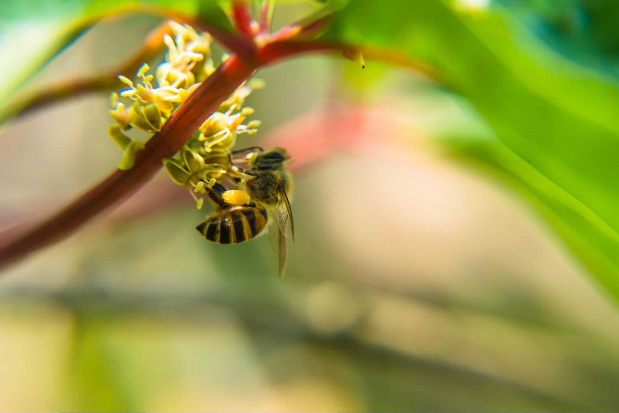 Honeybee collecting pollen from flowers, part of pest control for bees and hive management awareness