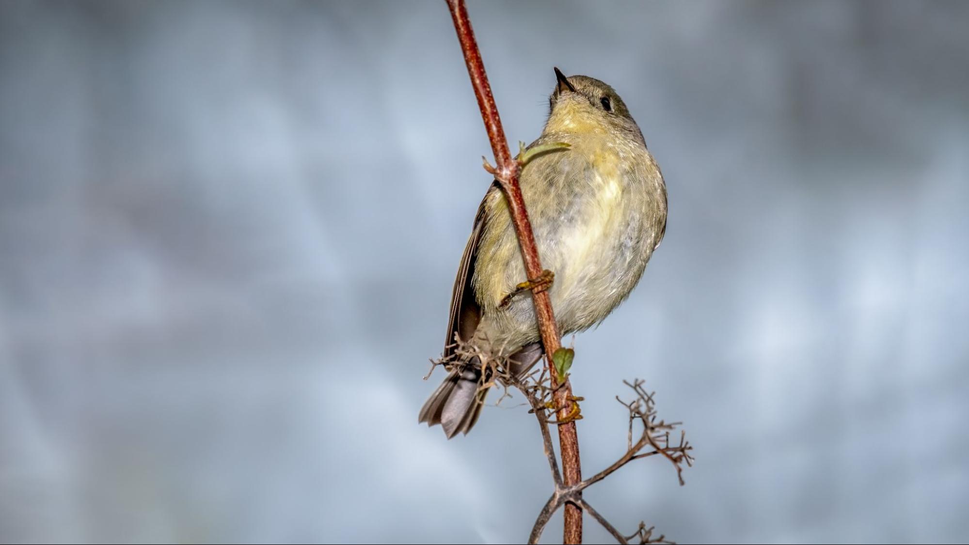 Small bird perched on a thin branch, representing bird pest control in gardens