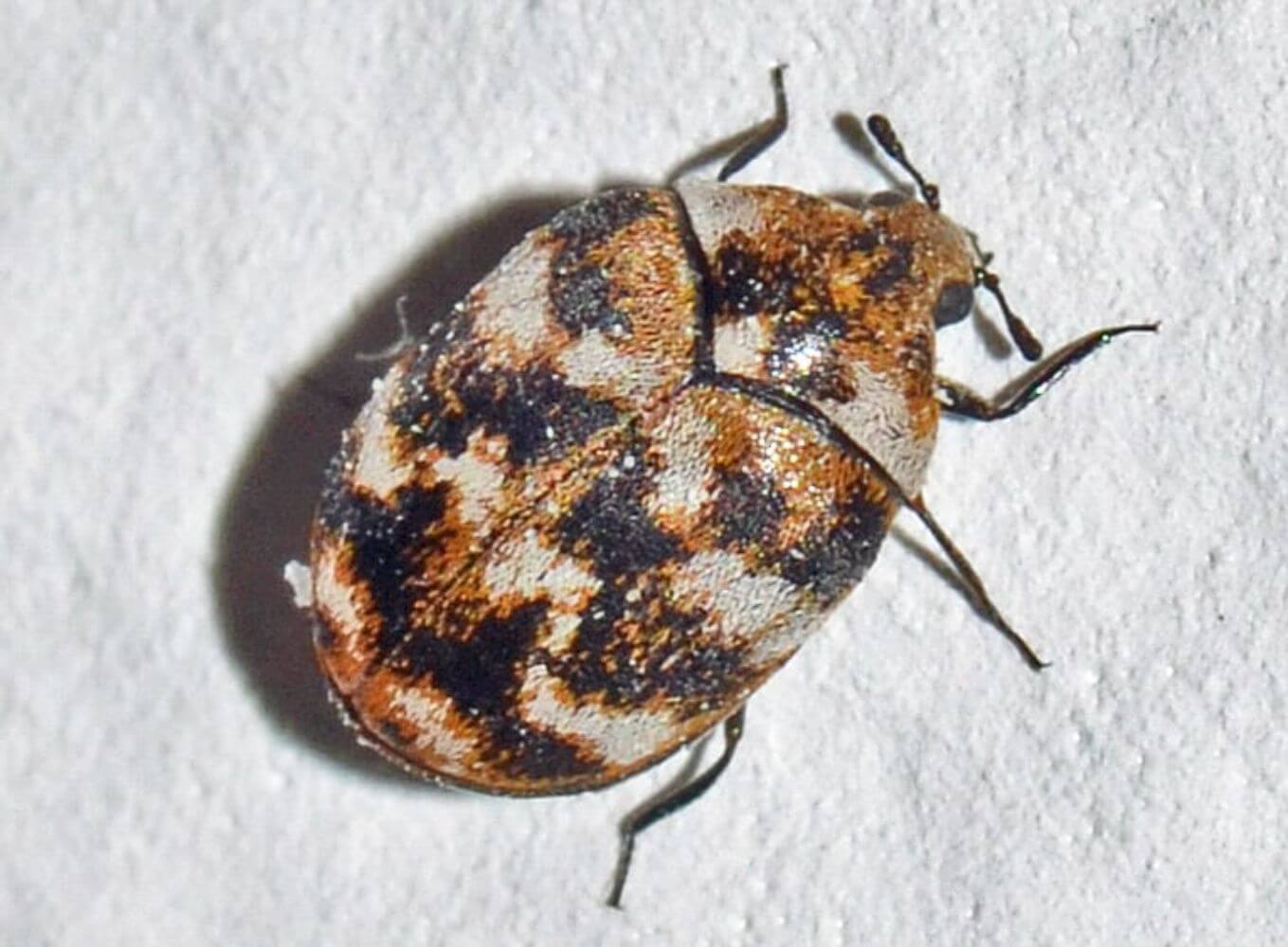 Detailed view of carpet beetle species requiring pest control carpet beetles service