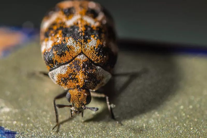 Carpet Beetle