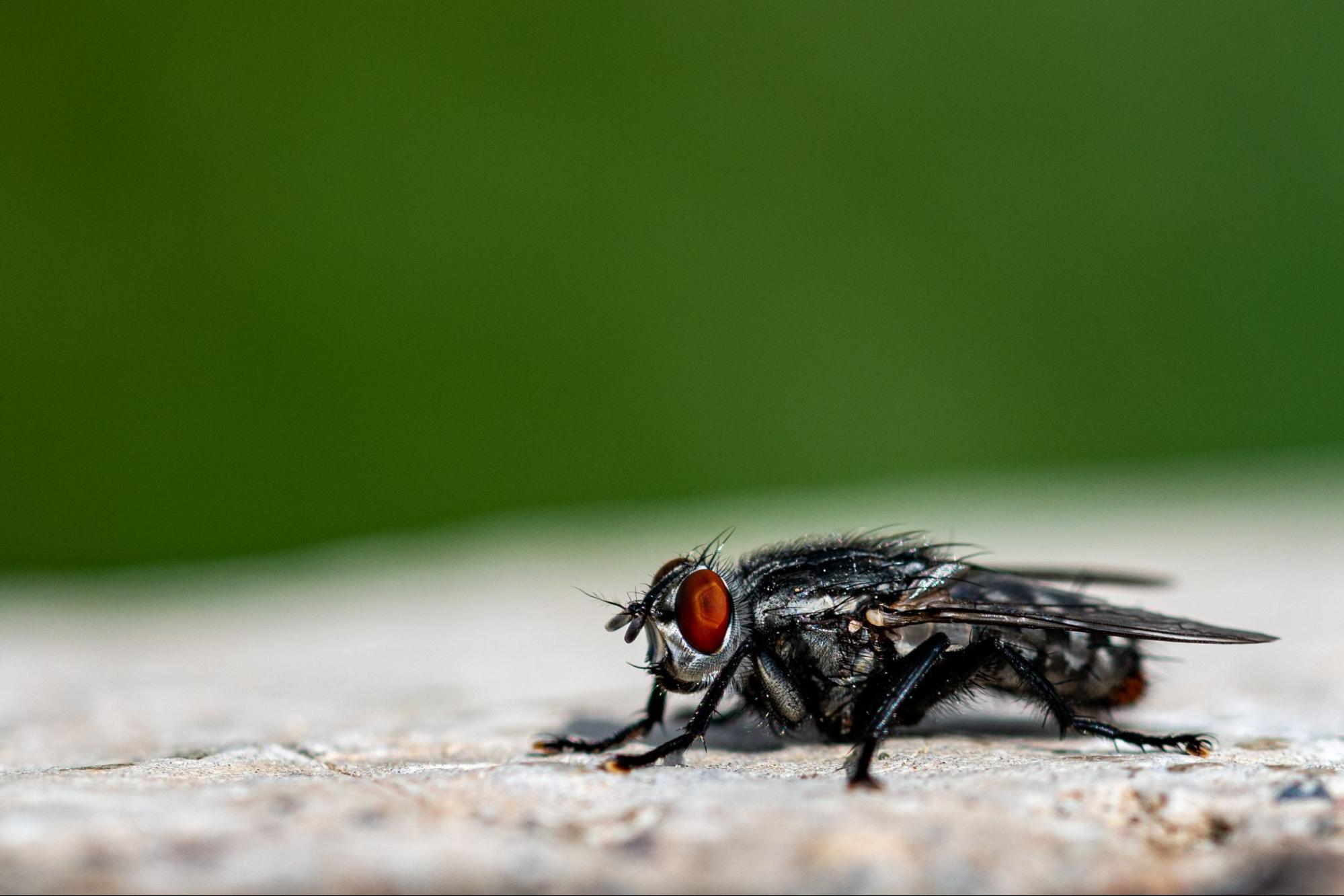 Macro shot of a black housefly on outdoor stone, used in fly pest control prevention tips