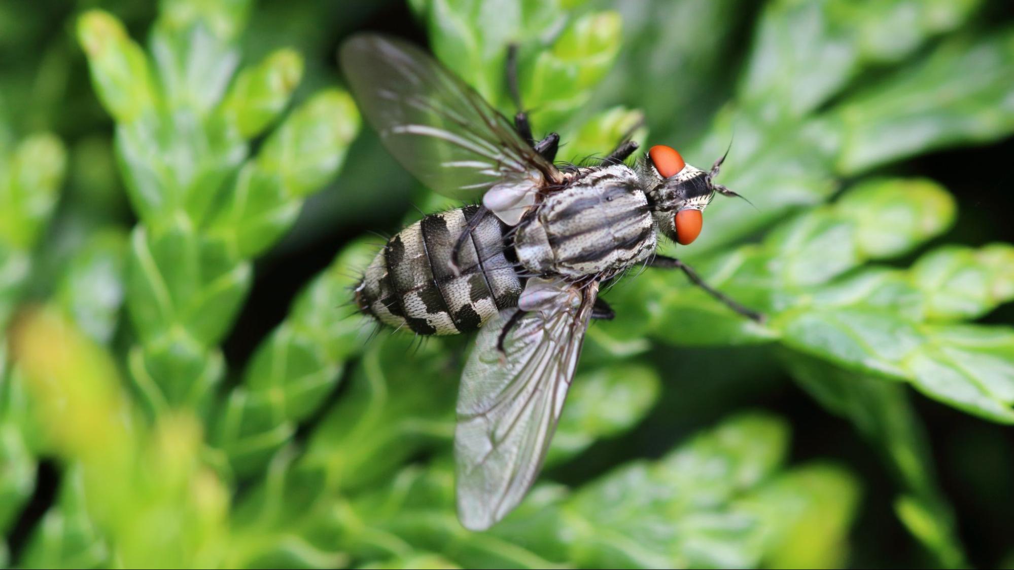 Close-up of a striped housefly on green leaves, ideal for fly pest control services