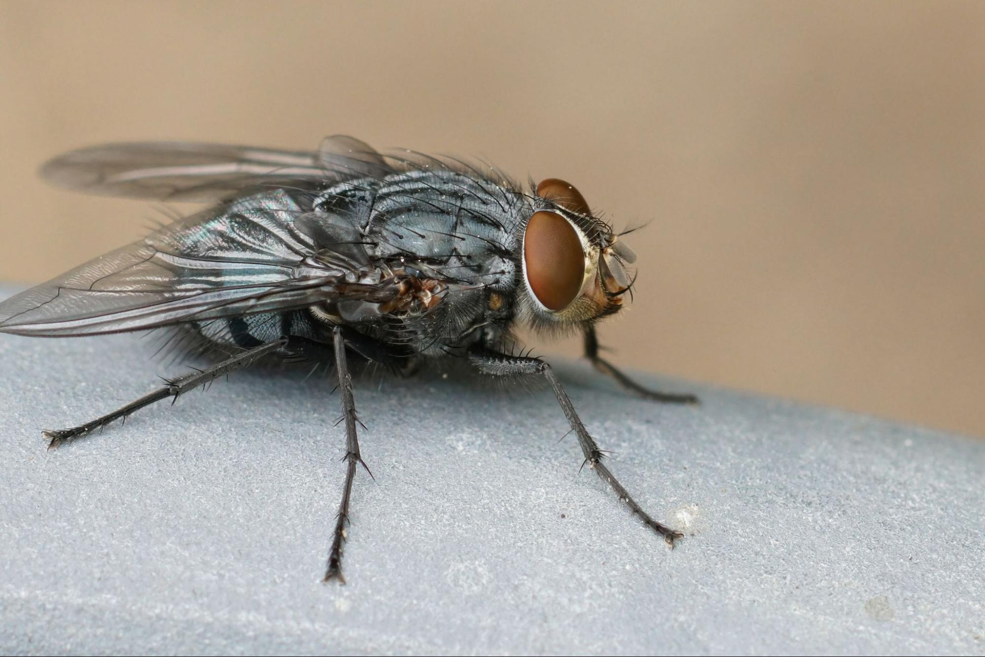 Common housefly resting on a surface, highlighting the need for pest control for flies