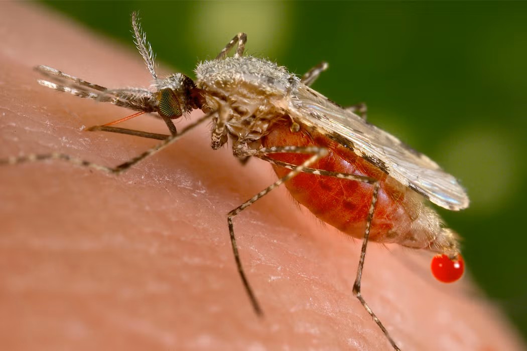 Mosquito sucking blood on human skin requiring pest control for mosquitoes service