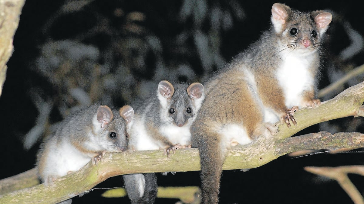 Family of possums on tree branch before humane pest control for possums service