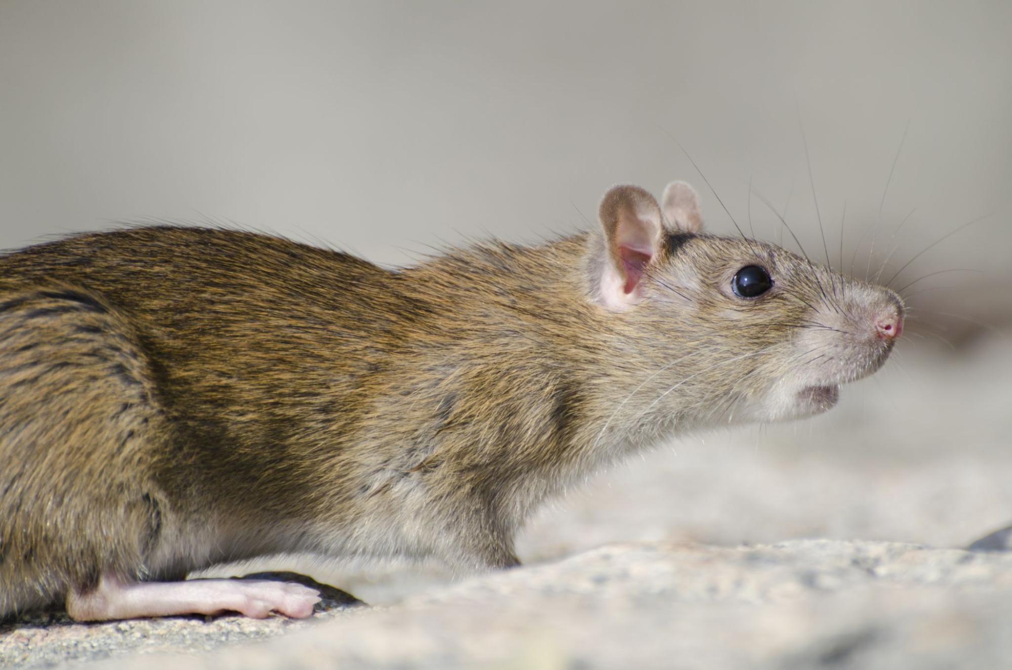 Brown rat outside home before professional pest control for rats and mice treatment