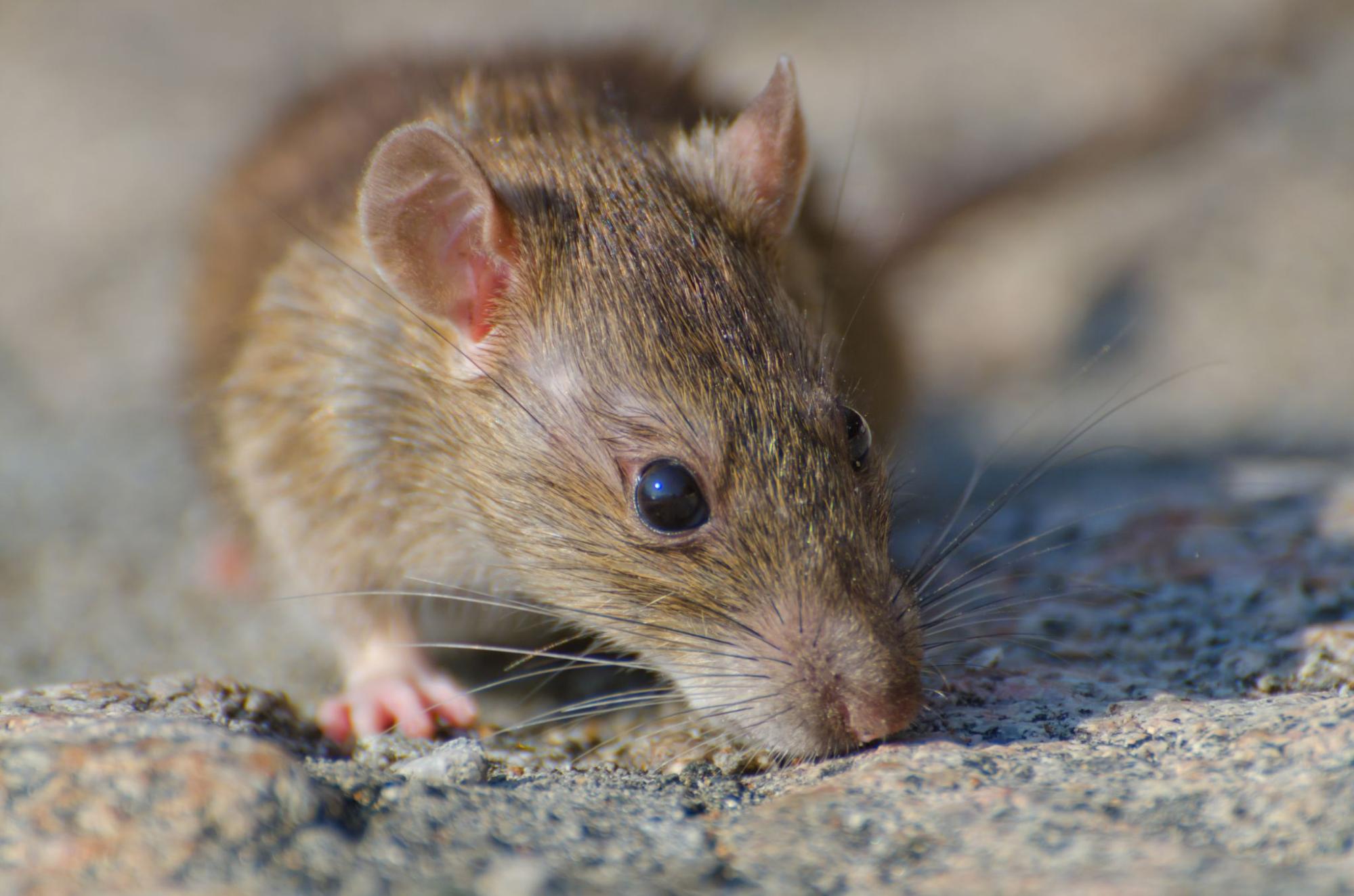 Close-up of rat on pavement highlighting need for rats and mice pest control