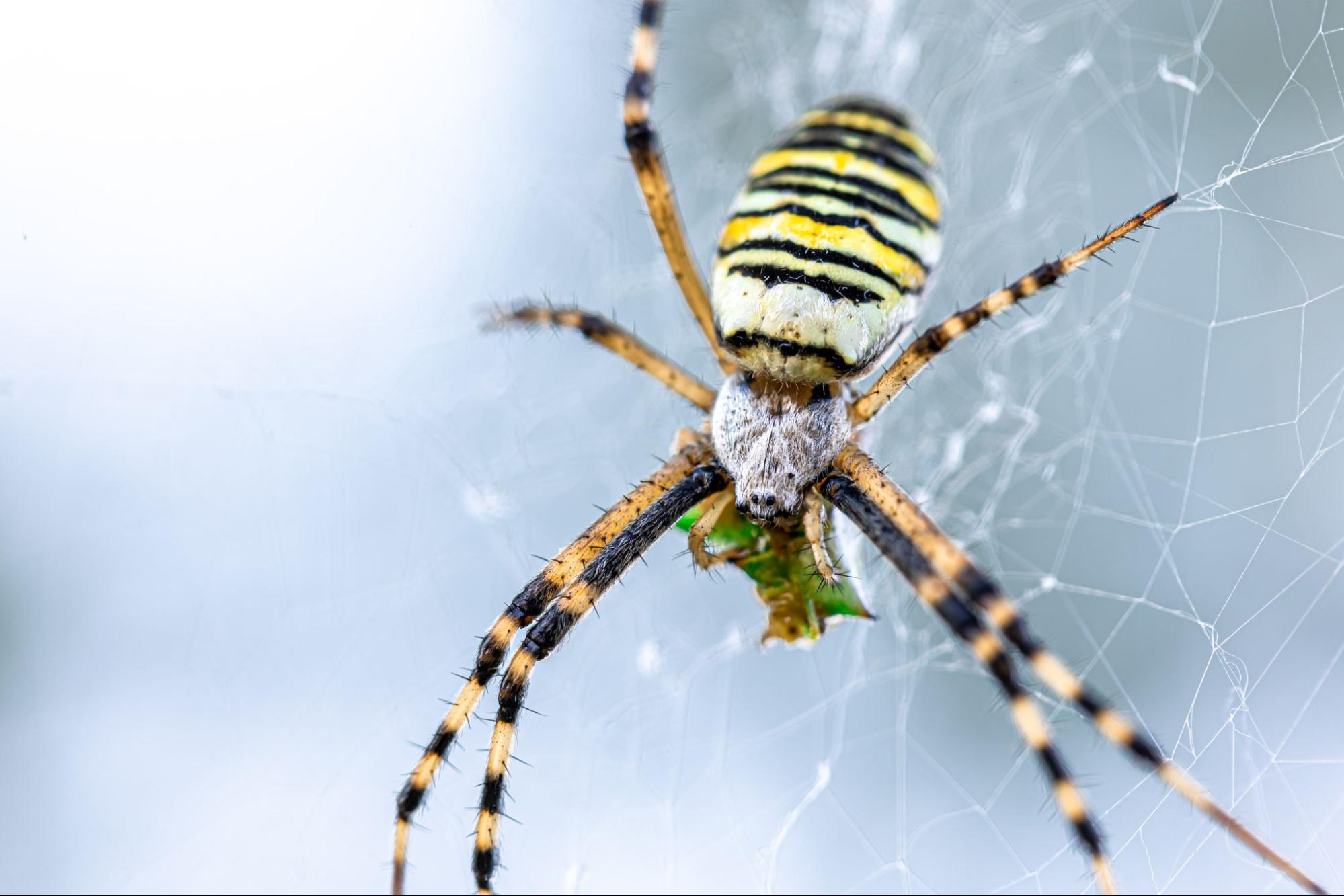 Spider pest control Sydney treatment targets outdoor spiders and webs around homes.