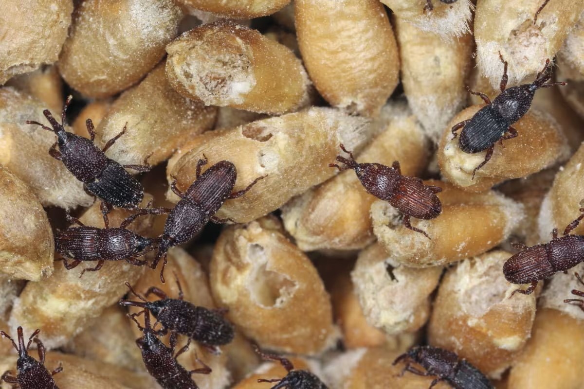 Weevils infesting stored grain showing signs of common stored product pests