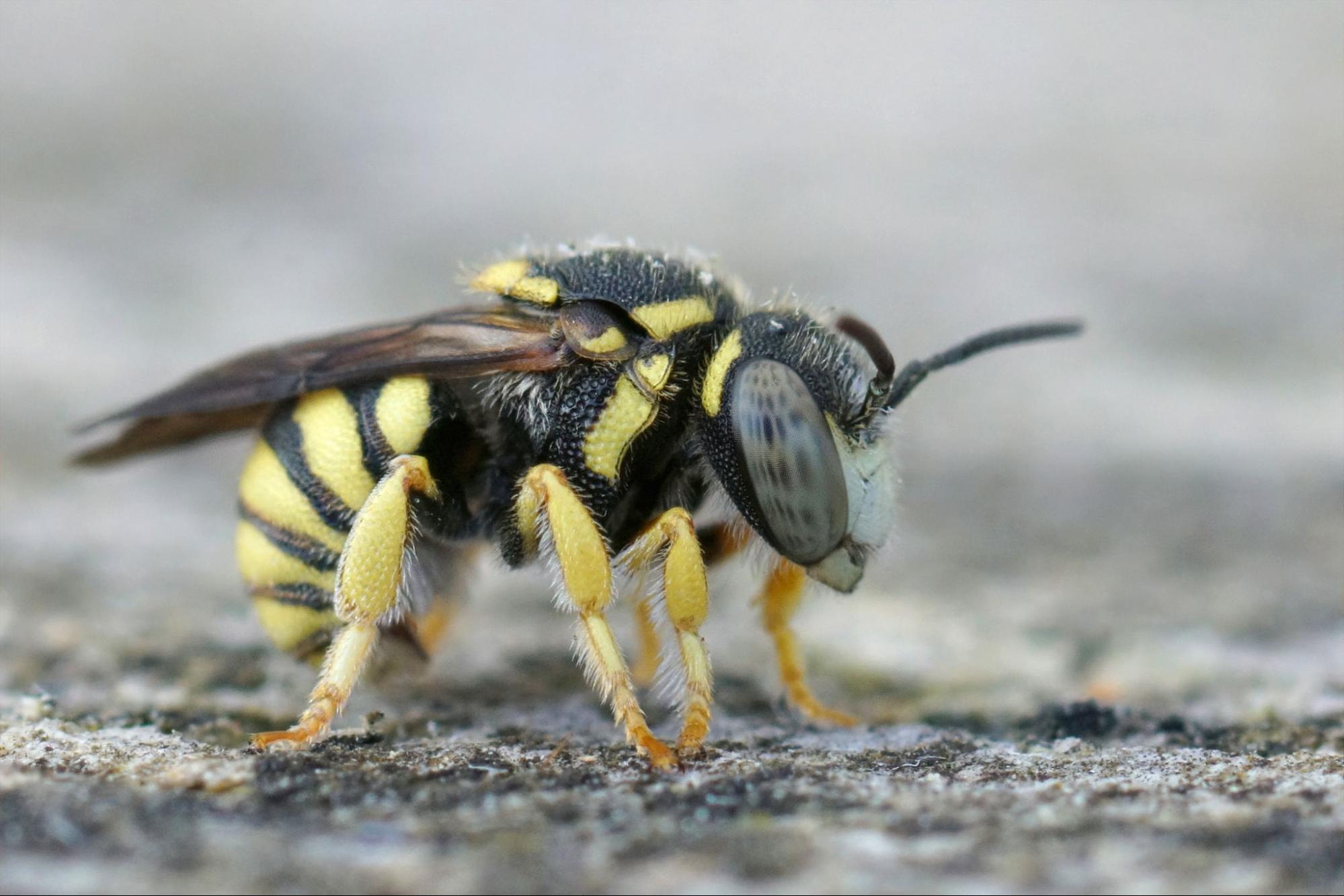 Wasp crawling outdoors highlighting need for pest control for wasps